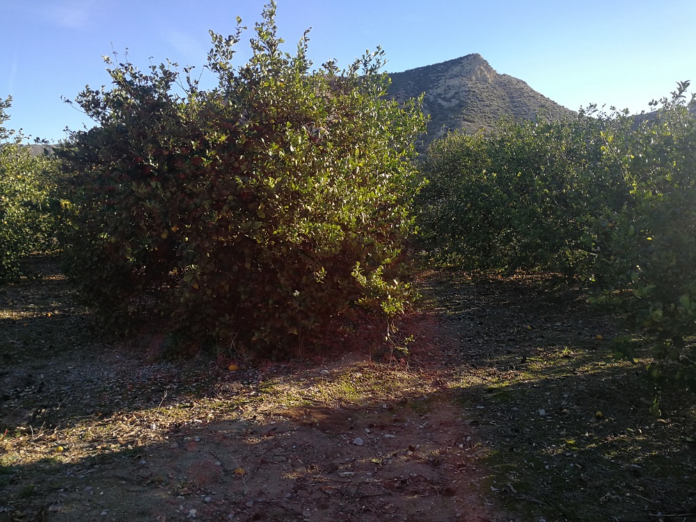 03-07-2020_IMG_20181128_093246.jpg